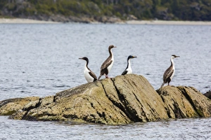 Cormorant Prints: King cormorant (Phalacrocorax albiventer)