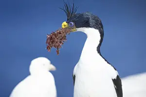 Cormorant Prints: King cormorant (Phalacrocorax atriceps) carrying red algae in its beak