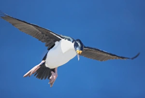 Images Dated 16th October 2006: King cormorant (Phalacrocorax atriceps) in flight, Sea Lion Island, Falkland Islands