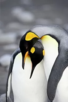 Love Gallery: King penguin (Aptenodytes patagonica) pair pre-mating behaviour
