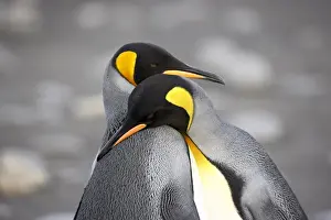Love Prints: King penguin (Aptenodytes patagonica) pair pre-mating behaviour