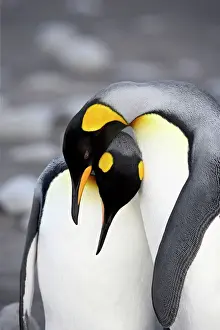 Love Prints: King penguin (Aptenodytes patagonica) pair pre-mating behaviour