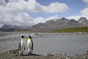 Aptenodytes Patagonica Prints: King penguin (Aptenodytes patagonica) pair next to a stream