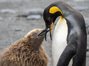 King penguin (Aptenodytes patagonicus), adult feeding a chick at breeding colony in Gold Harbour, South Georgia, South Atlantic, Polar Regions