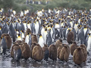 King penguin (Aptenodytes patagonicus), oakum boys at breeding colony at Salisbury Plain, South Georgia, South Atlantic, Polar Regions