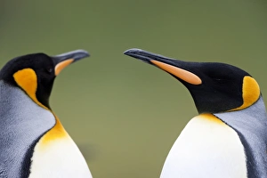 Images Dated 22nd February 2009: King penguin (Aptenodytes patagonicus), Gold Harbour, South Georgia, Antarctic
