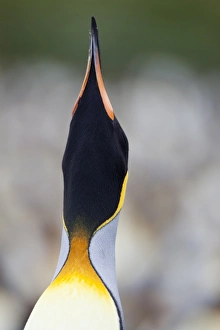 Images Dated 23rd February 2009: King penguin (Aptenodytes patagonicus), Gold Harbour, South Georgia, Antarctic
