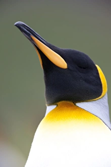 Images Dated 22nd February 2009: King penguin (Aptenodytes patagonicus), Gold Harbour, South Georgia, Antarctic