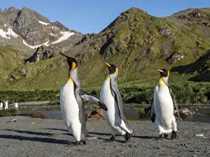 King penguin (Aptenodytes patagonicus) adults establishing partners at breeding colony in