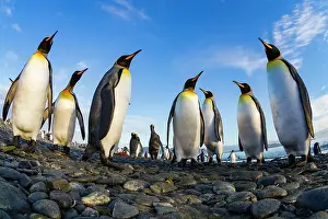 Scenic Landscape Prints: King penguin (Aptenodytes patagonicus) breeding and nesting colony at Salisbury Plain in the Bay of Isles