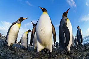 Animal Behavior Prints: King penguin (Aptenodytes patagonicus) breeding and nesting colony at Salisbury Plain in the Bay of Isles