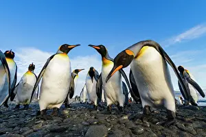 Animal Kingdom Prints: King penguin (Aptenodytes patagonicus) breeding and nesting colony at Salisbury Plain in the Bay of Isles