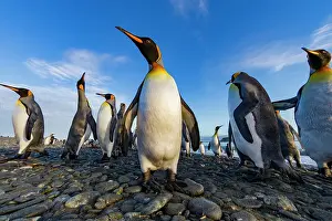 Animal Behavior Prints: King penguin (Aptenodytes patagonicus) breeding and nesting colony at Salisbury Plain in the Bay of Isles