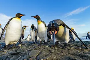 Scenic Landscape Prints: King penguin (Aptenodytes patagonicus) breeding and nesting colony at Salisbury Plain in the Bay of Isles
