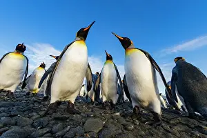 Animal Behavior Prints: King penguin (Aptenodytes patagonicus) breeding and nesting colony at Salisbury Plain in the Bay of Isles