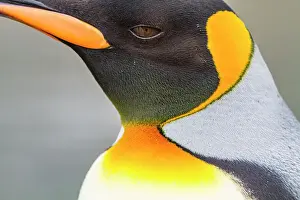 Animal Behavior Prints: King penguin (Aptenodytes patagonicus) detail at breeding and nesting colony at St
