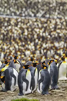 Nature Lovers Prints: King penguin (Aptenodytes patagonicus) breeding and nesting colony at St