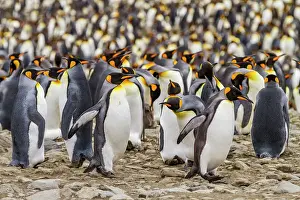 Wildlife Conservation Prints: King penguin (Aptenodytes patagonicus) breeding and nesting colony at St