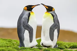 Nature Lovers Prints: King penguin (Aptenodytes patagonicus) breeding and nesting colony at St