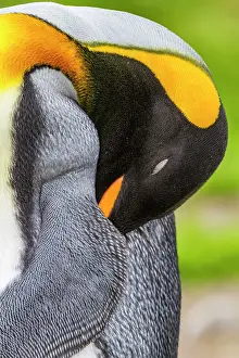 Animal Kingdom Prints: King penguin (Aptenodytes patagonicus) detail at breeding and nesting colony at St