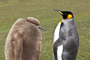 King penguin (Aptenodytes patagonicus) with chick, inland, the Neck, Saunders Island, Falkland Islands, South America