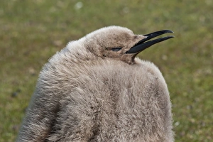 The Neck Prints: King penguin (Aptenodytes patagonicus) chick