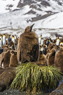 King penguin (Aptenodytes patagonicus) chicks, Gold Harbour, South Georgia Island, South Atlantic Ocean, Polar Regions