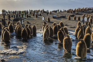 Furry Prints: King penguin (Aptenodytes patagonicus) chicks