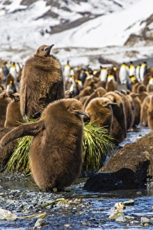 King penguins, South Georgia, South Atlantic, Polar Regions