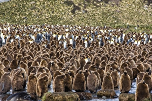 King penguins, South Georgia, South Atlantic, Polar Regions