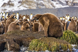 King penguins, South Georgia, South Atlantic, Polar Regions