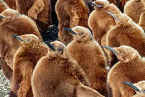 Animal Kingdom Prints: King penguin (Aptenodytes patagonicus) chicks (okum boys) at nesting colony at Salisbury Plain