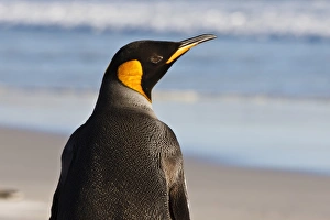 The Neck Prints: King penguin (Aptenodytes patagonicus) close up