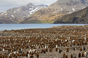 Rookery Prints: King penguin (Aptenodytes patagonicus) colony