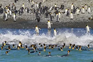 Nature Lovers Prints: King penguin (Aptenodytes patagonicus) entering the sea from the beach at Salisbury Plain
