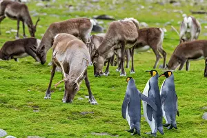 Animal Behavior Prints: King penguin (Aptenodytes patagonicus) with introduced reindeer at breeding and nesting colony at St