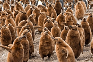 Fluffy Prints: King penguin (Aptenodytes patagonicus) rookery