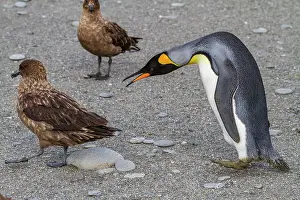 Animal Behavior Prints: King penguin (Aptenodytes patagonicus) with skua at breeding and nesting colony at St