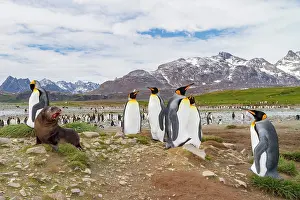 Salisbury Prints: King penguin breeding and nesting colony with seal at Salisbury Plains in South Georgia