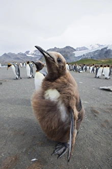 Images Dated 23rd February 2009: King penguin chick (Aptenodytes patagonicus), Gold Harbour, South Georgia