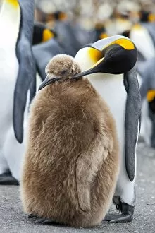 King penguin and a chick (Aptenodytes patagonicus), Gold Harbour, South Georgia