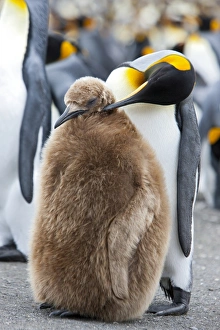 Images Dated 22nd February 2009: King penguin and a chick (Aptenodytes patagonicus), Gold Harbour, South Georgia