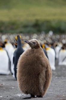 Images Dated 22nd February 2009: King penguin chick (Aptenodytes patagonicus), Gold Harbour, South Georgia