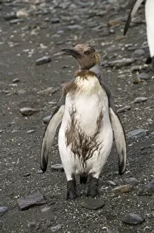 King penguin chick with brown feathers, St. Andrews Bay, South Georgia, South Atlantic