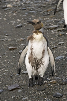 King penguin chick with brown feathers, St. Andrews Bay, South Georgia, South Atlantic King penguin chick with brown feathers, St. Andrews Bay, South Georgia, South Atlantic