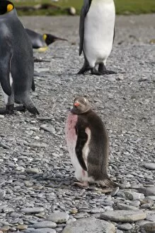 King penguin chick moulting, St. Andrews Bay, South Georgia, South Atlantic