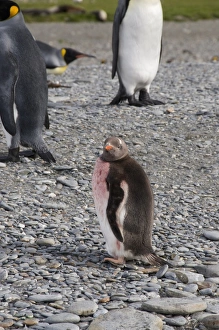 King penguin chick moulting, St. Andrews Bay, South Georgia, South Atlantic King penguin chick moulting, St. Andrews Bay, South Georgia, South Atlantic