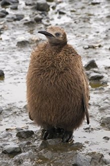 Images Dated 28th February 2009: King penguin chick, Salisbury Plain, South Georgia, South Atlantic