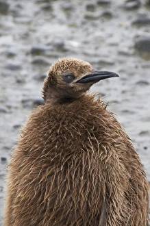 Images Dated 28th February 2009: King penguin chick, Salisbury Plain, South Georgia, South Atlantic