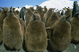 Colonies Prints: King penguin chicks, South Georgia, Polar Regions